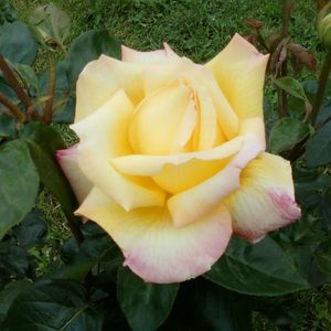 Meet your Posher, Sheila